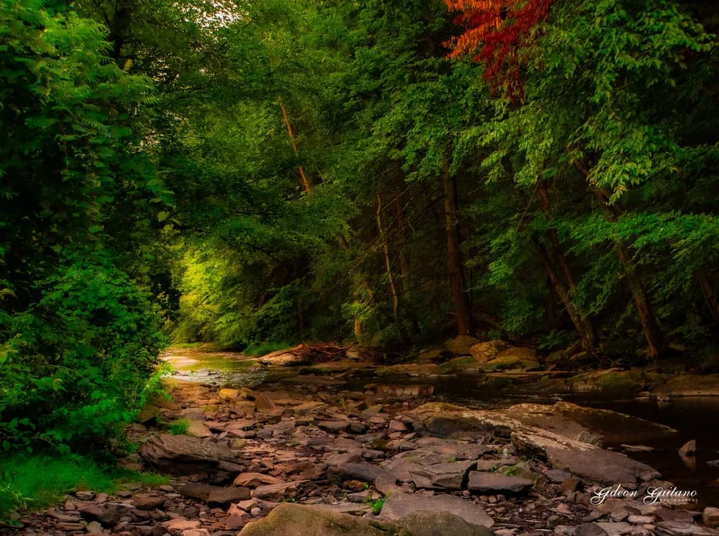 Forest Stream