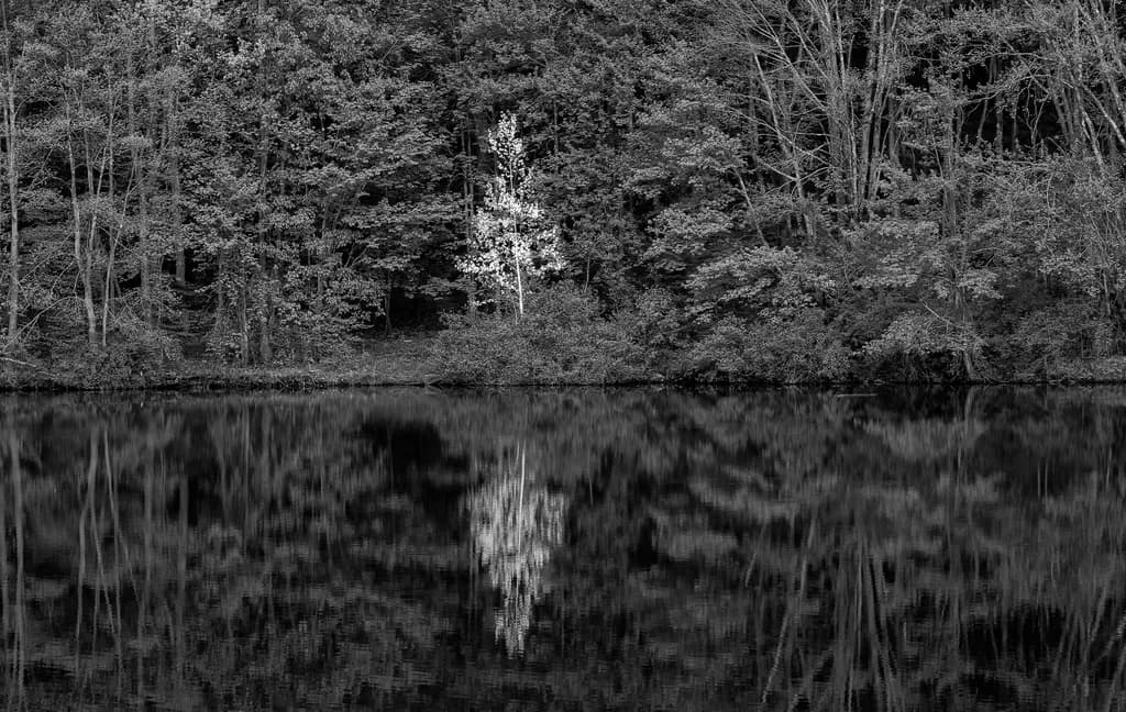 Silent Reflection