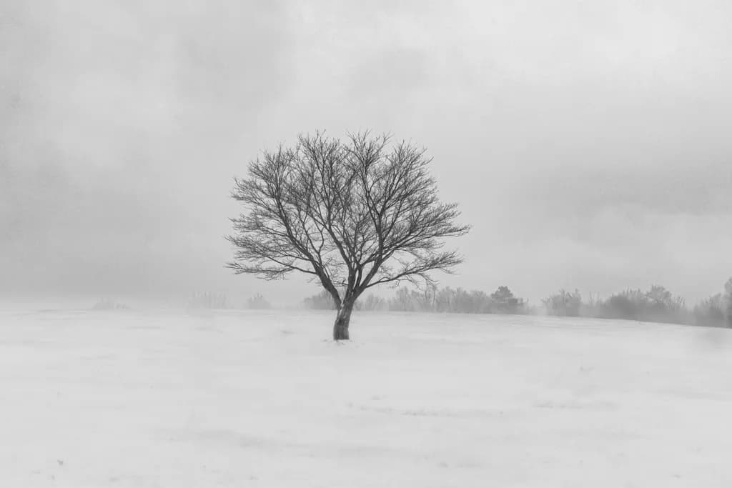 Solitary Winter