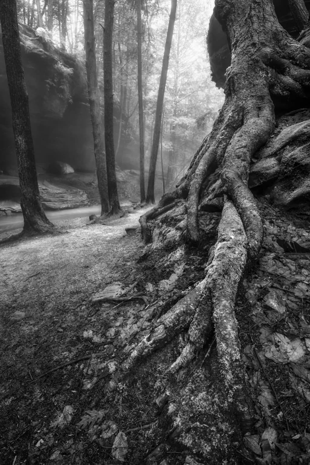 Forest Roots in Mist