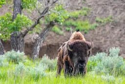 Bison Moving Through The Sage