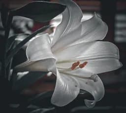Aperture Grace