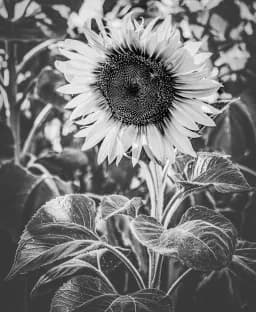 Monochrome Sunflower Bloom