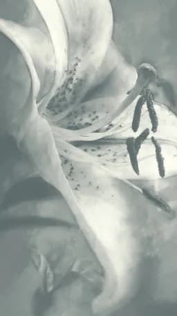 Quiet Anatomy, Held in Shadow