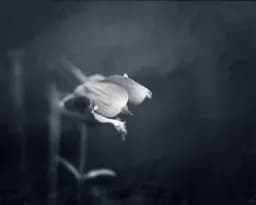 Quiet Devotion