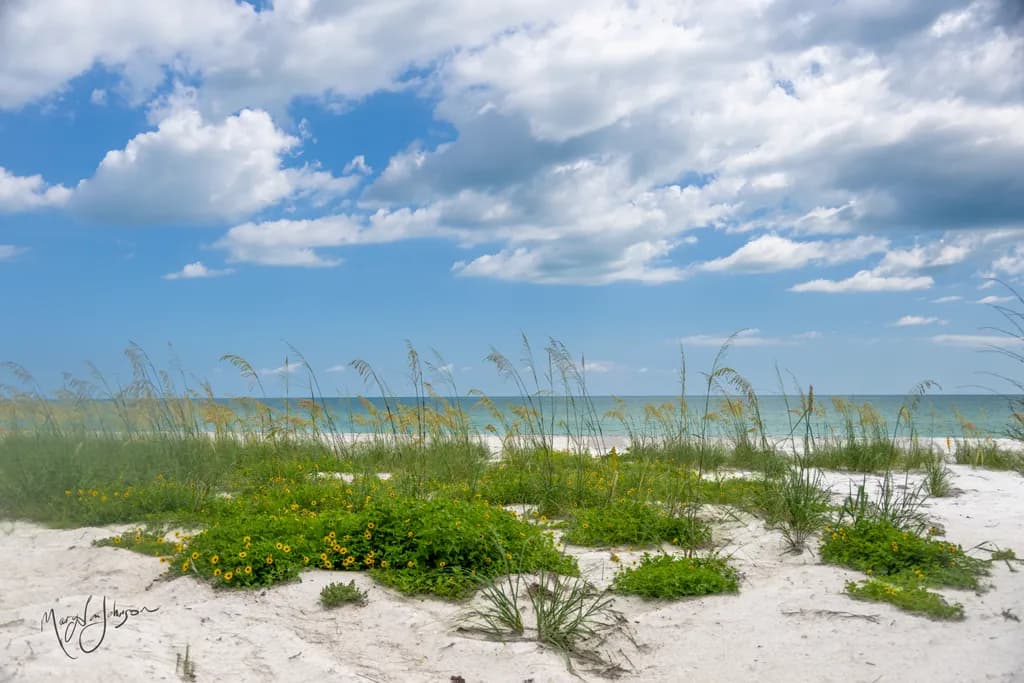 Summer's Gentle Edge