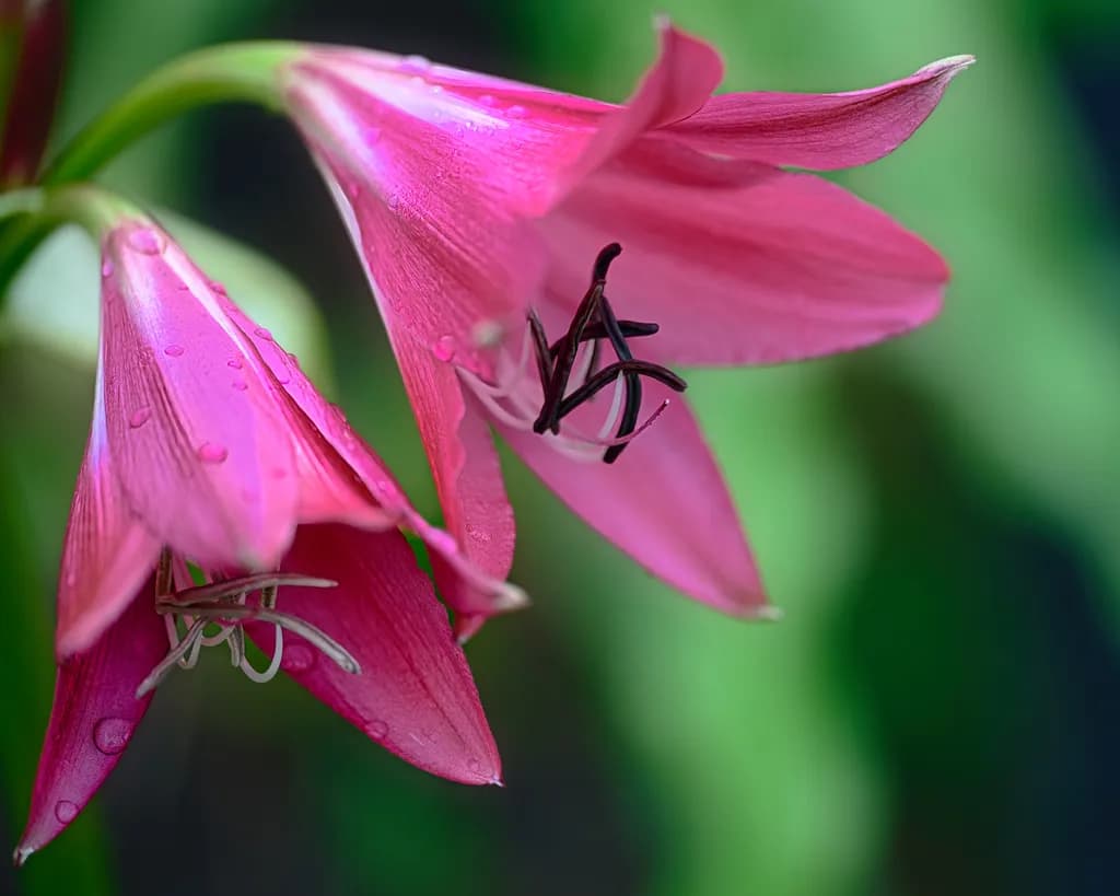 Pink Flower Closeup