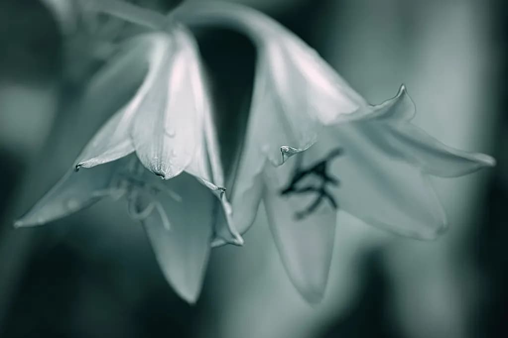 Monochrome Flower Closeup