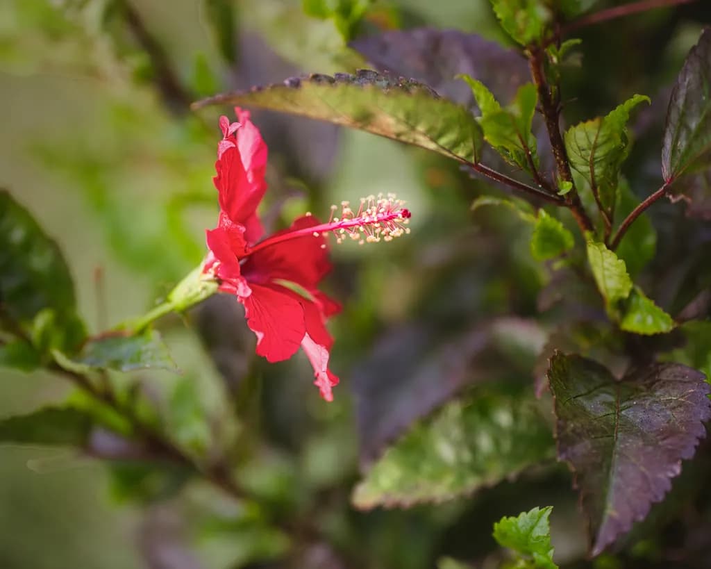 Fire and Ice Hibiscus