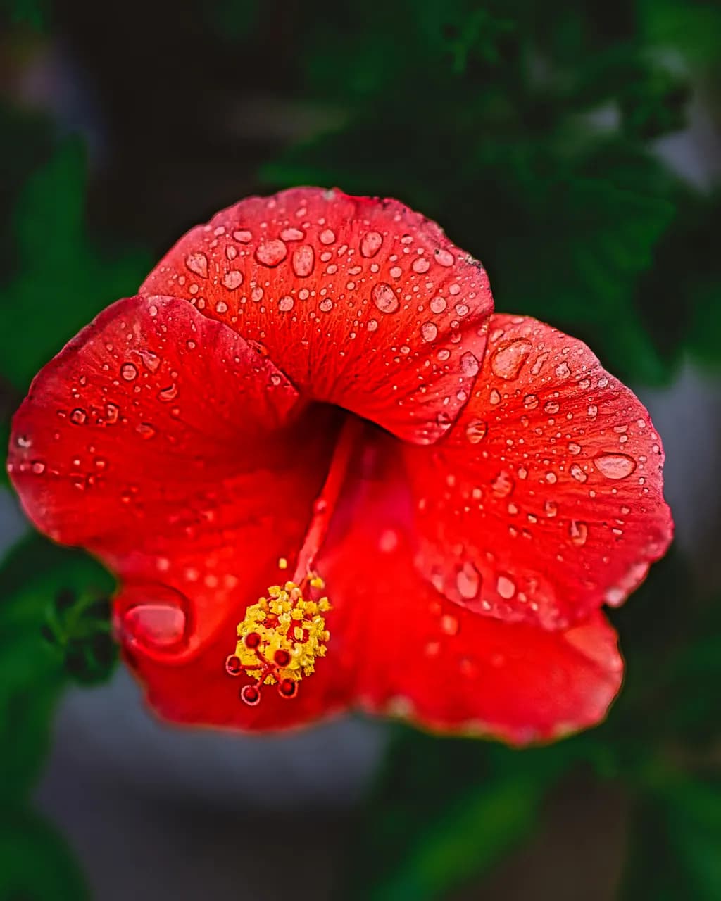 Raindrops on Hibiscus