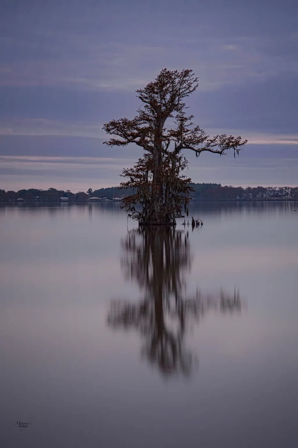 Lone Cypress Reflection