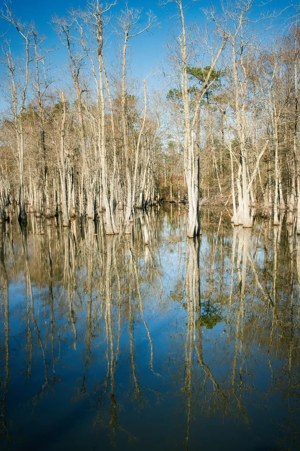 Reflections of Trees