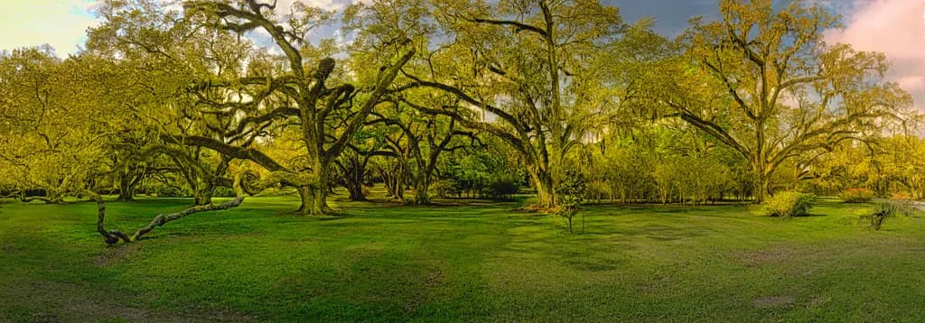 Pano Jungle Garden View