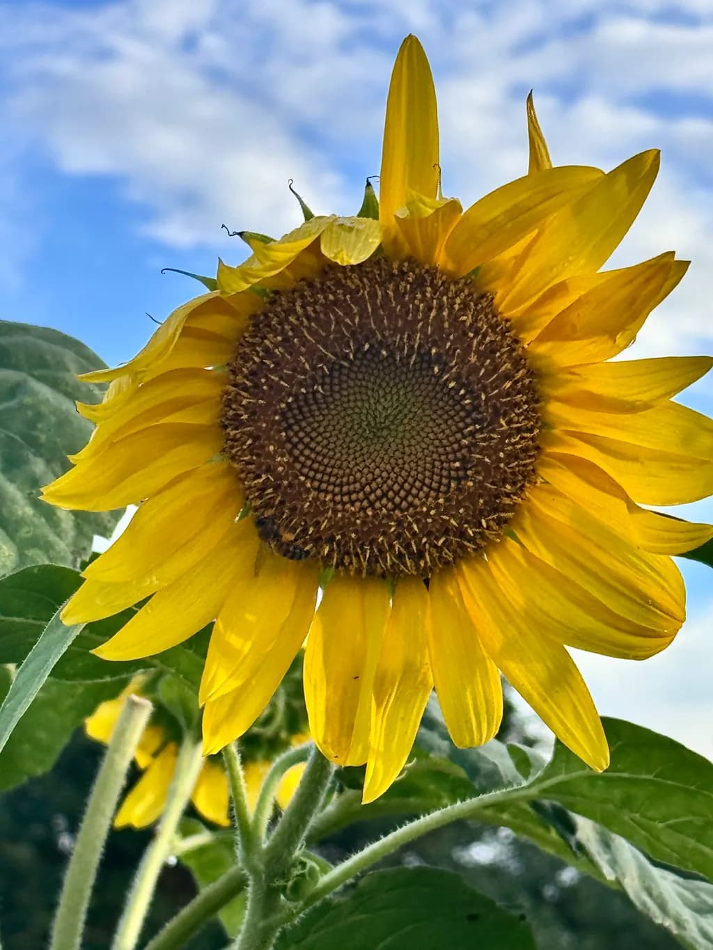 Sunflower Bloom
