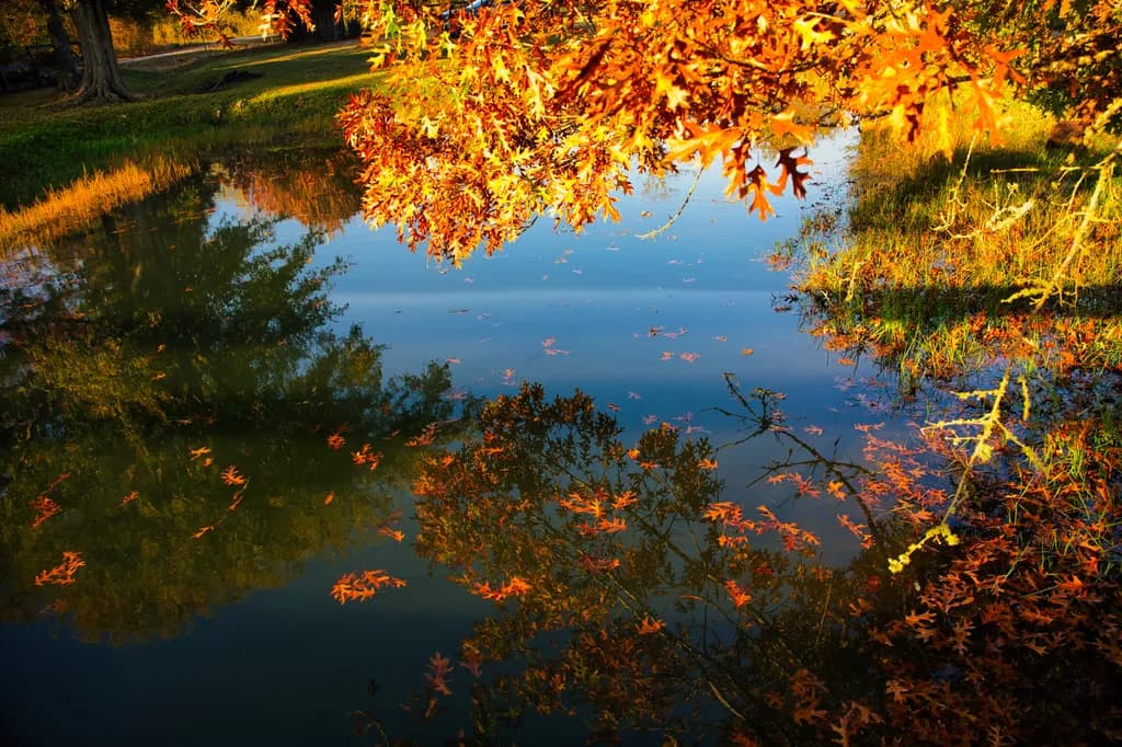 Autumn Reflection