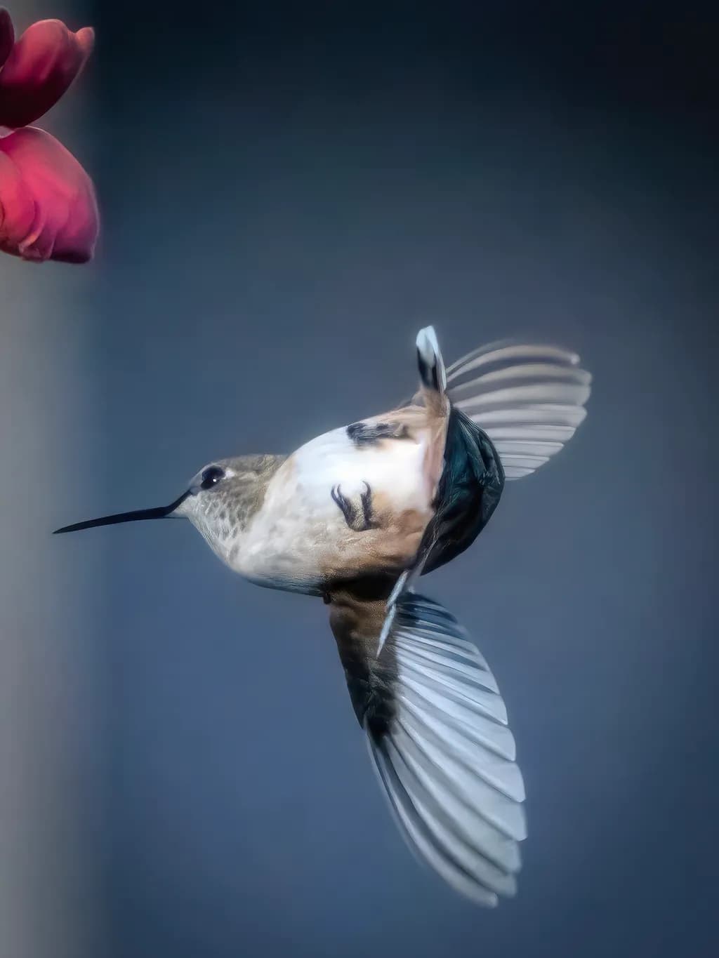 Hummingbird in Flight: A Dance of Nature's Beauty