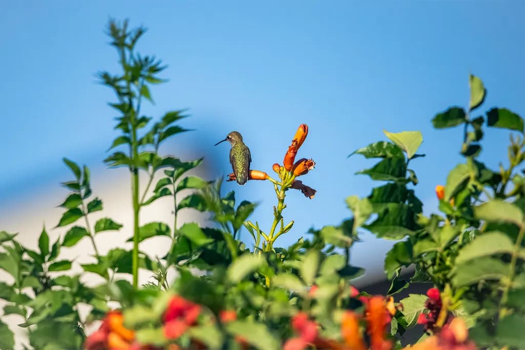 Hummingbird Harmony: A Dance Among Vibrant Blooms