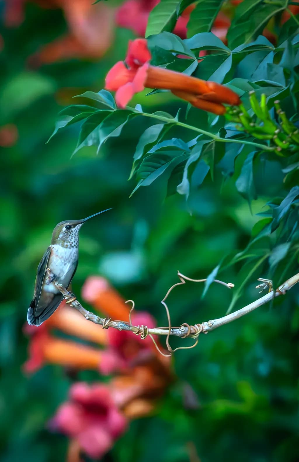Hummingbird Harmony: A Dance Among Blossoms
