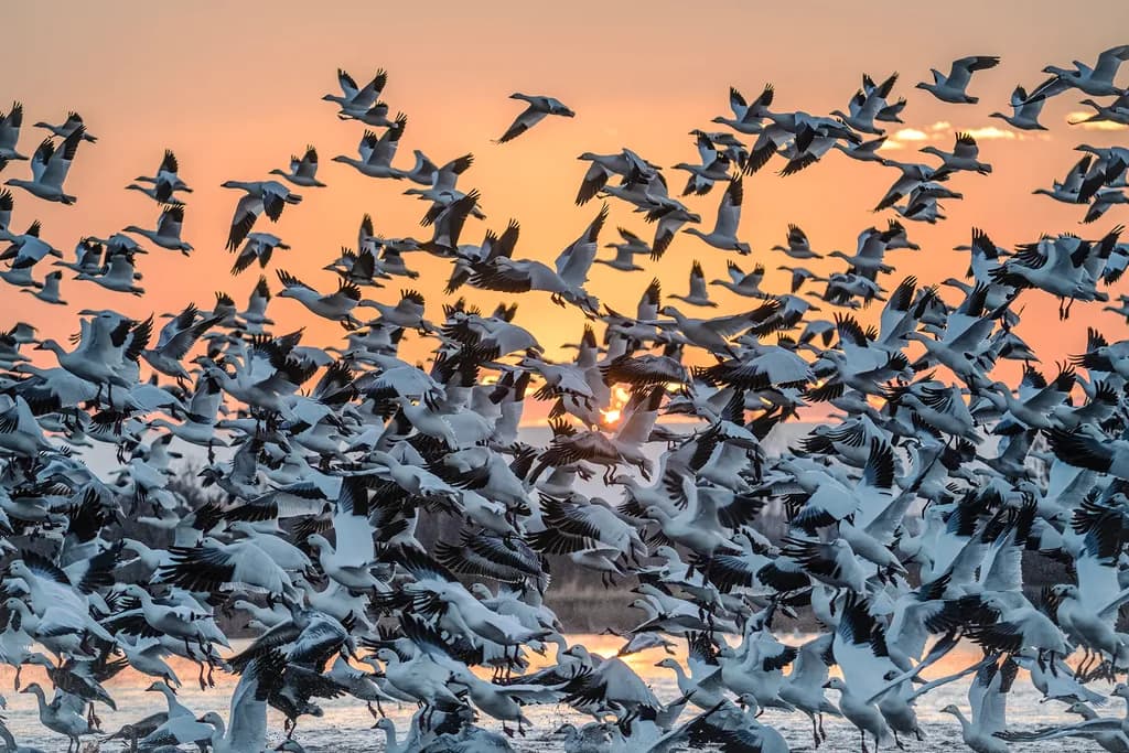 Dancing in the Dawn: A Symphony of Snow Geese in Flight
