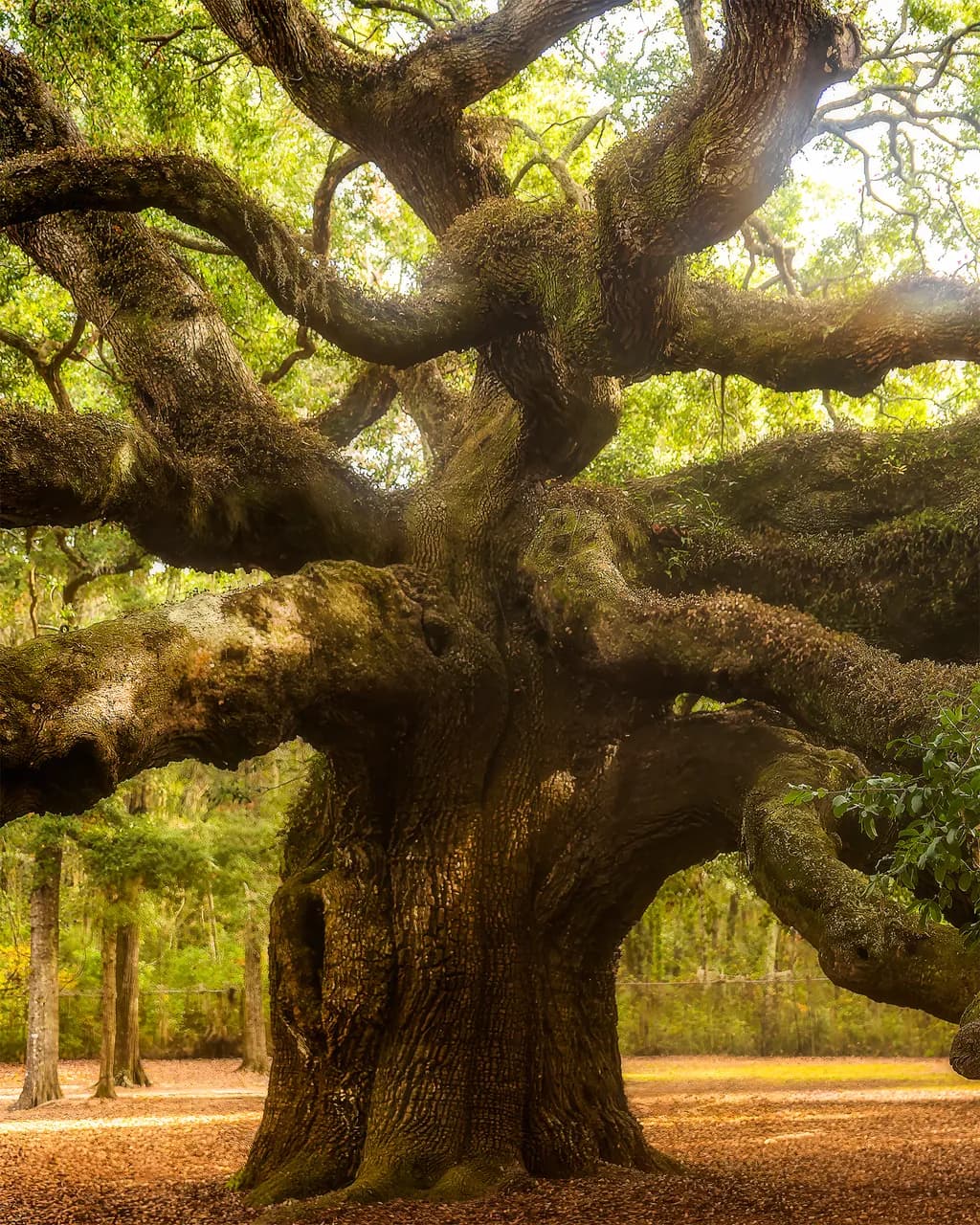Whispers of the Ancient Oak: A Journey Through Nature's Embrace
