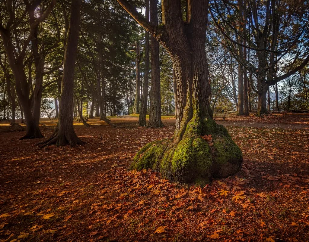 Mossy Embrace