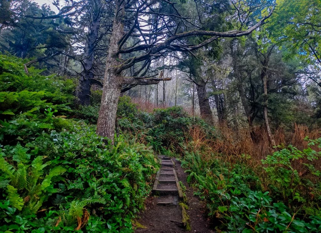 Forest Pathway