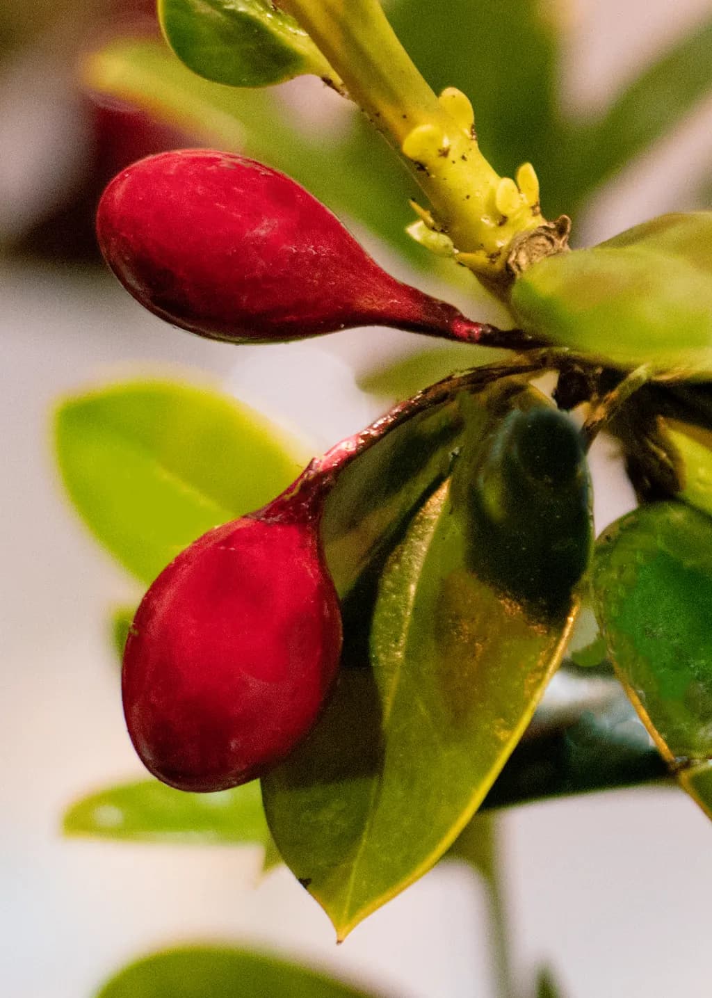 Vibrant Harmony: A Macro Exploration of Nature's Red Fruit and Green Leaves
