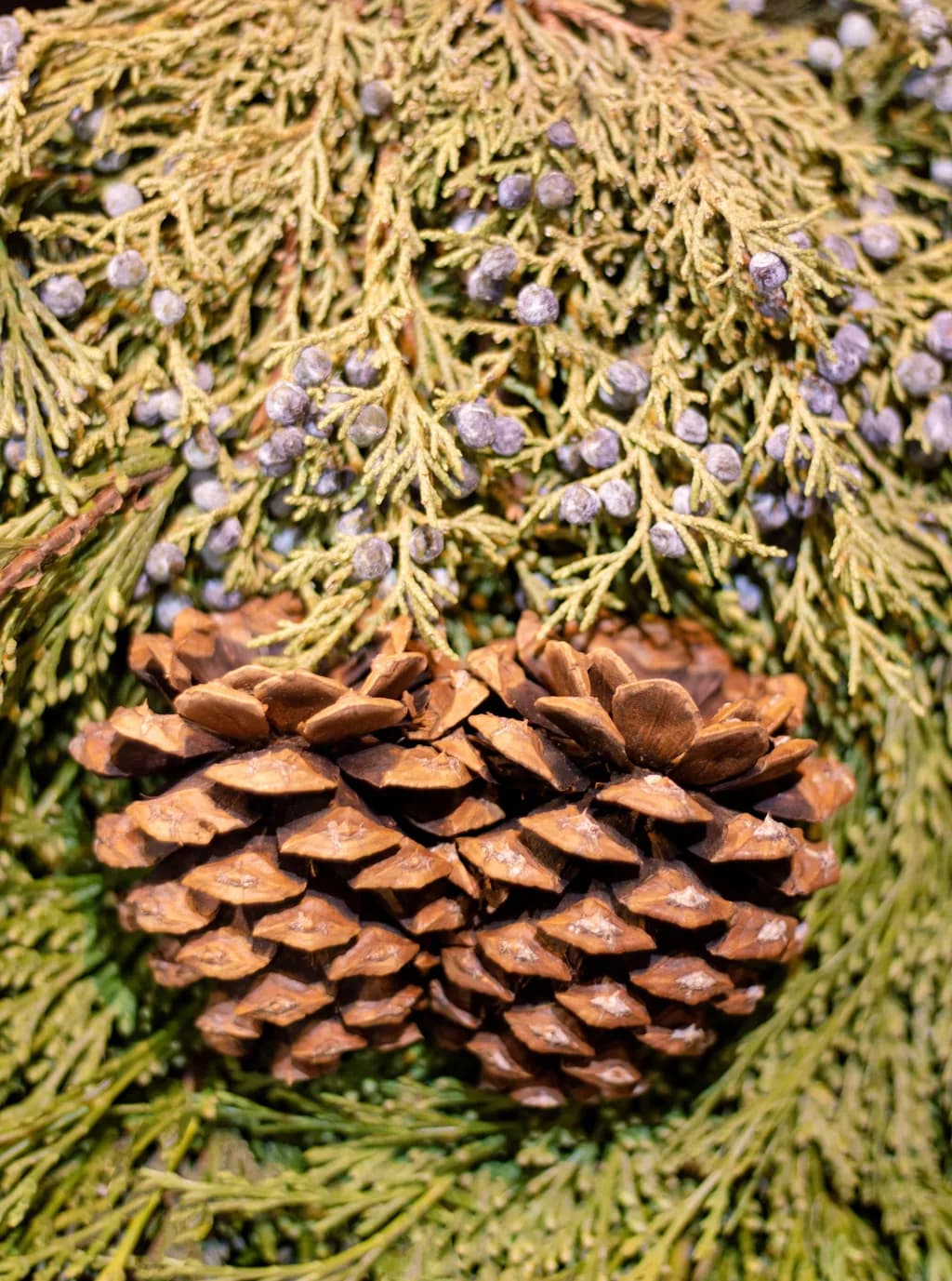 Nature's Embrace: A Textured Dance of Pinecones and Foliage