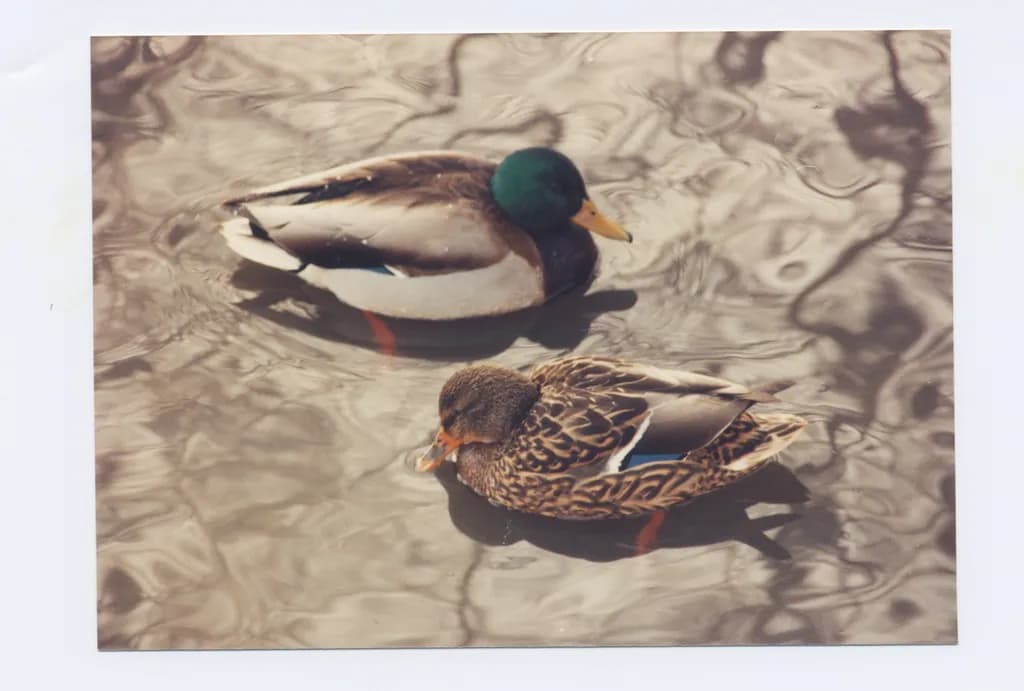 Mallard Ducks on Pond