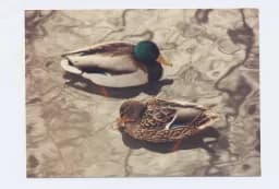 Mallard Ducks on Pond