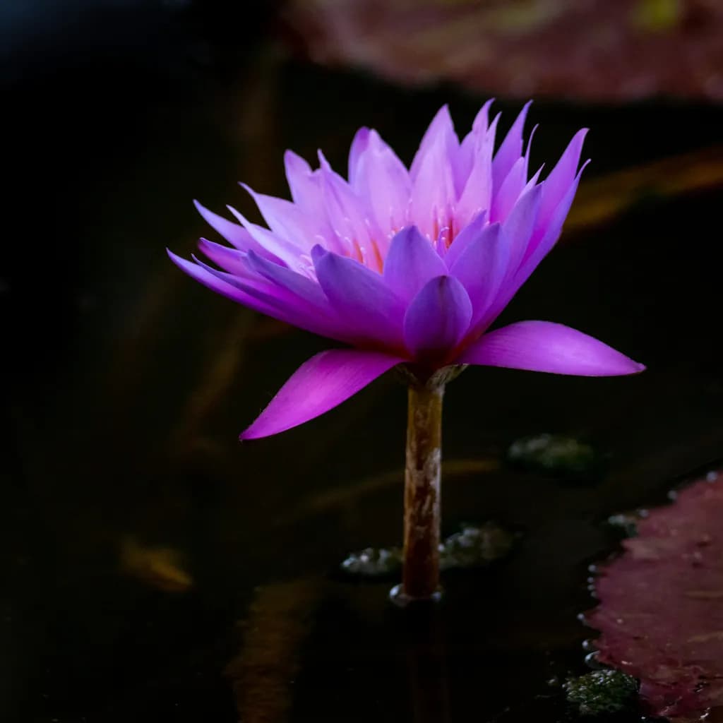 Purple Water Lily