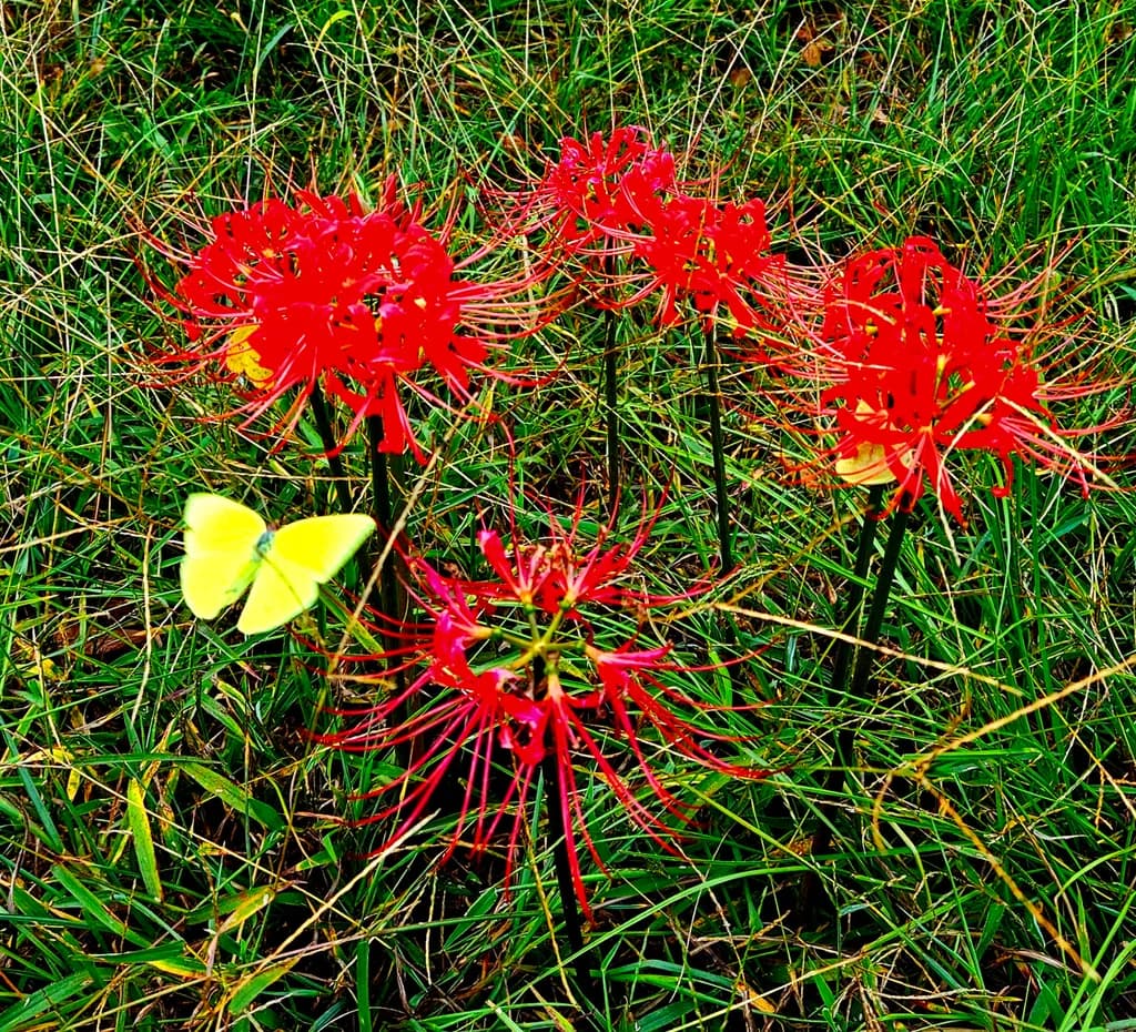 Radiata and Butterfly