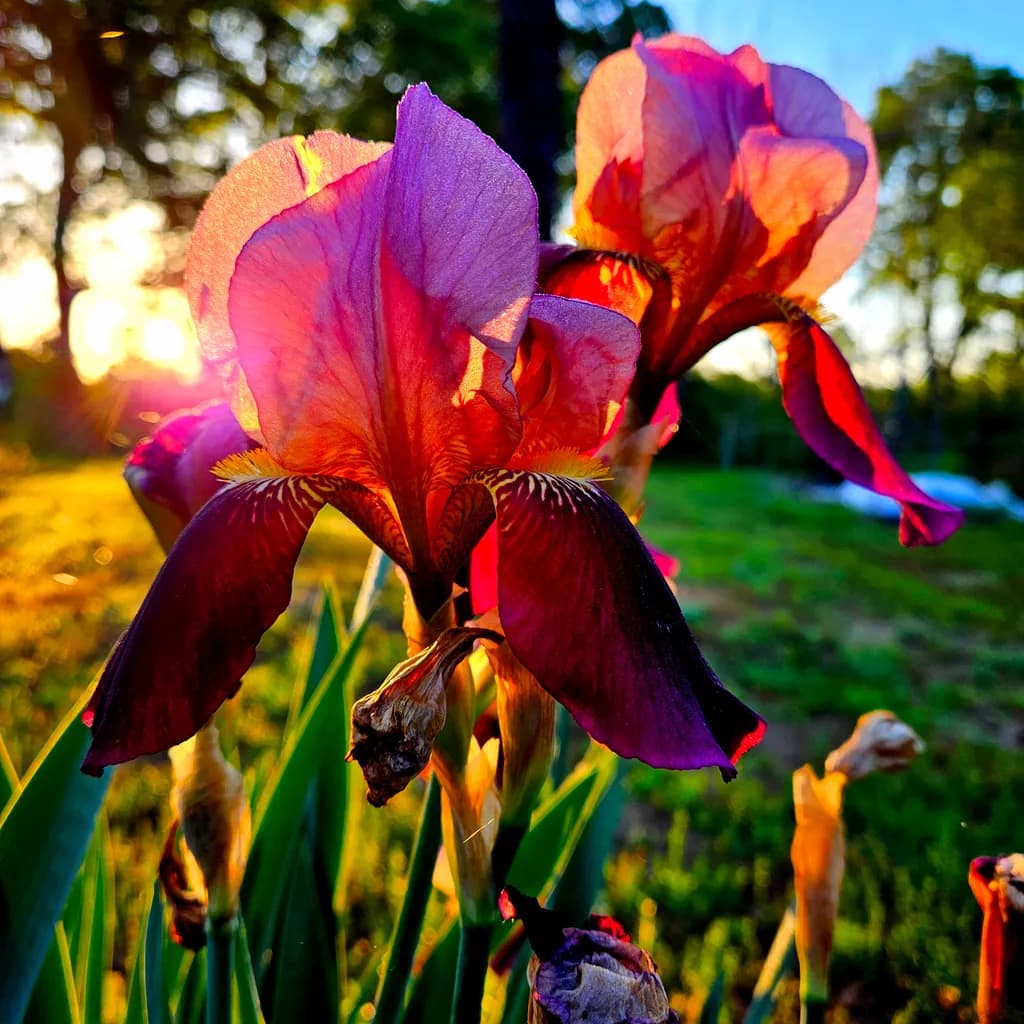Bearded Sunrise