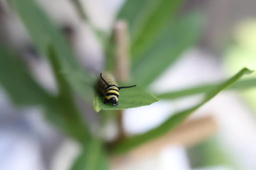 Monarch Caterpillar Leaf