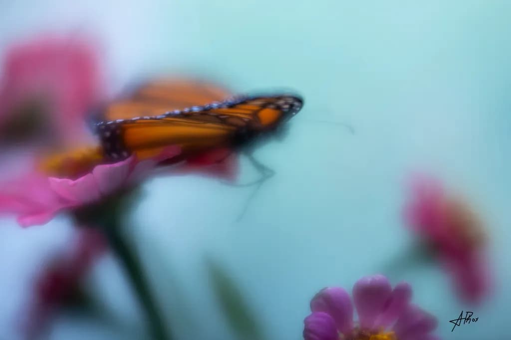 Butterflies in Bloom