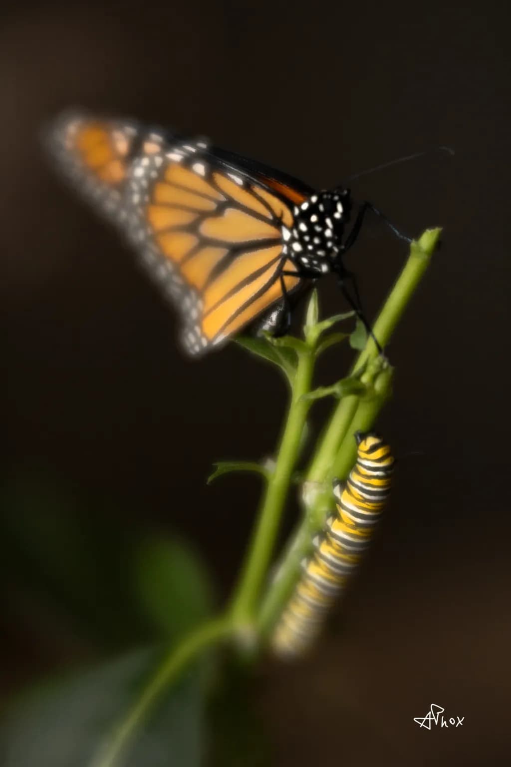 Monarch Portrait