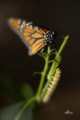 Monarch Portrait