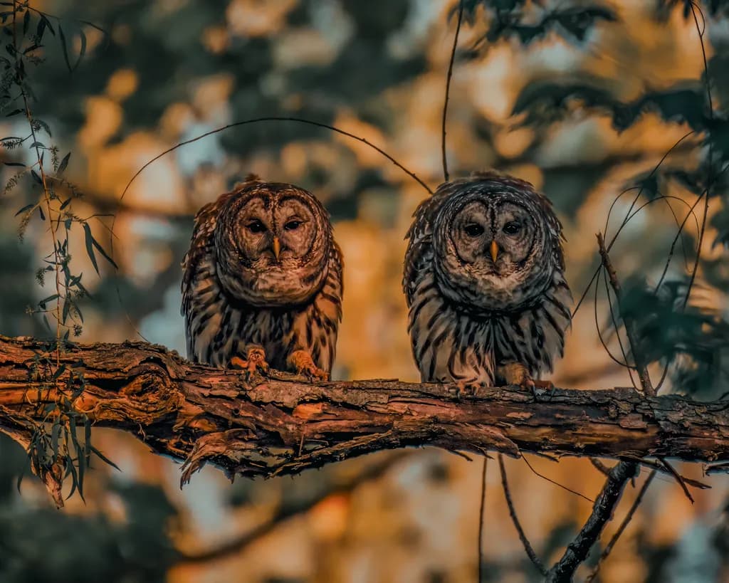 Silent Watchers