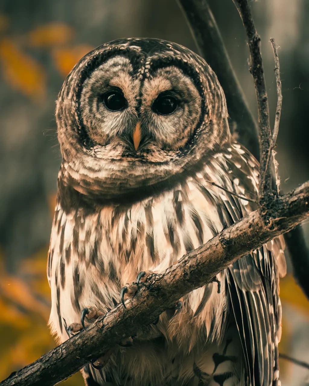 Barred Gaze