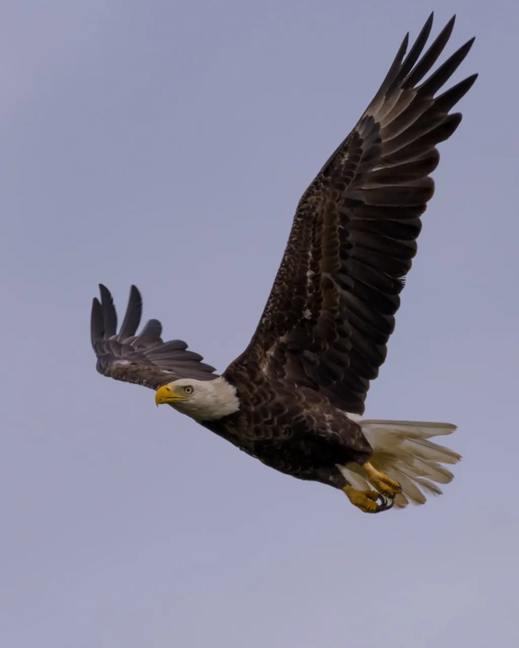 Soaring Raptor