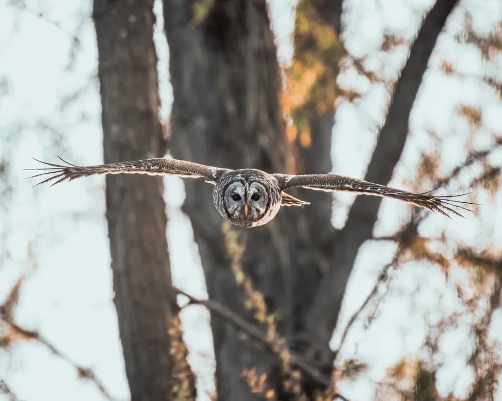 Silent Glide