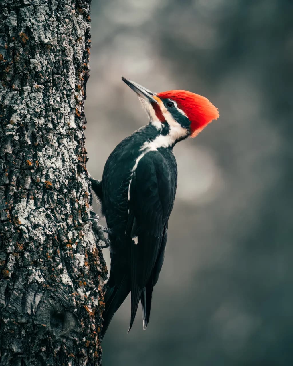 Crimson Crest Woodpecker