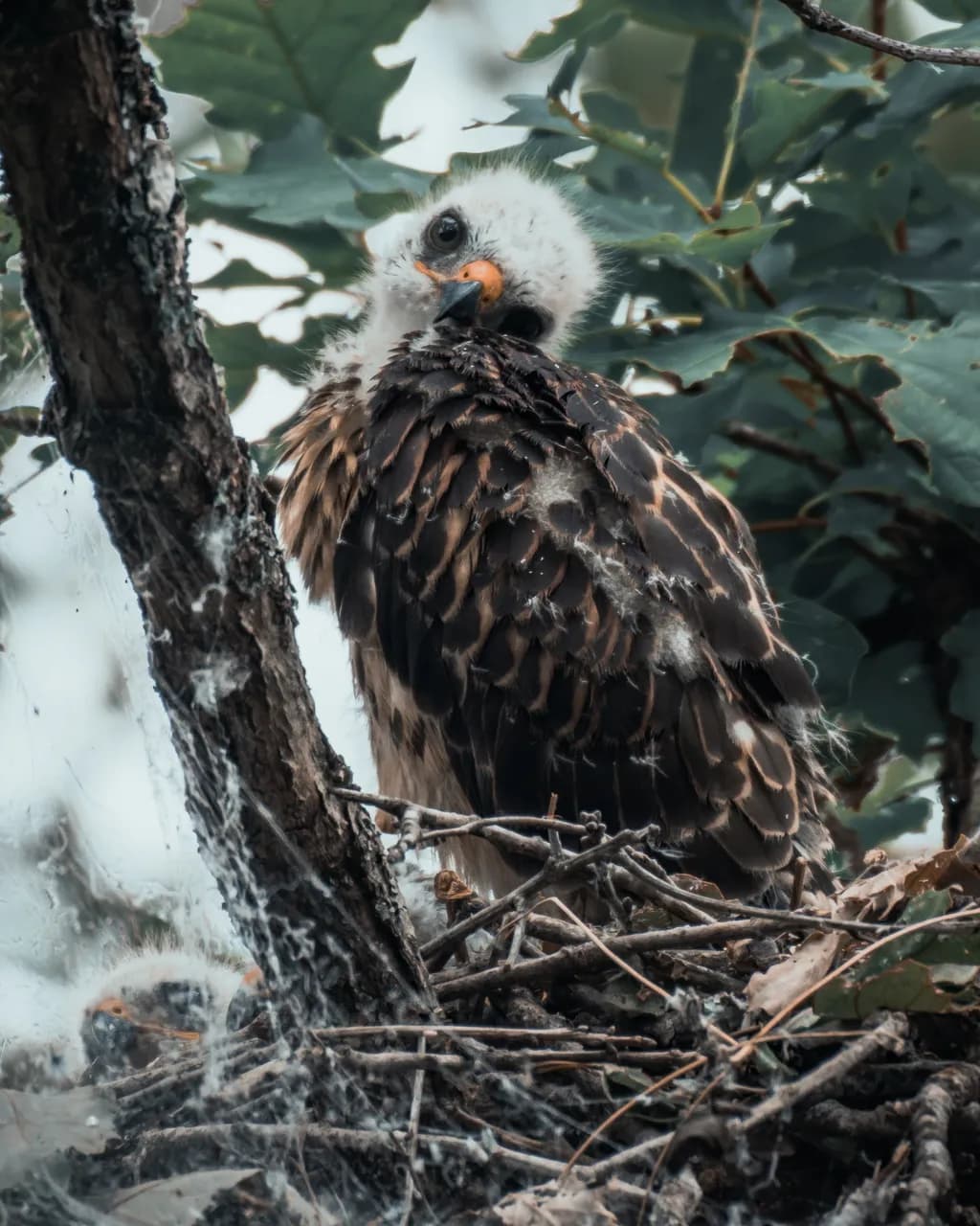 Curious Fledgling