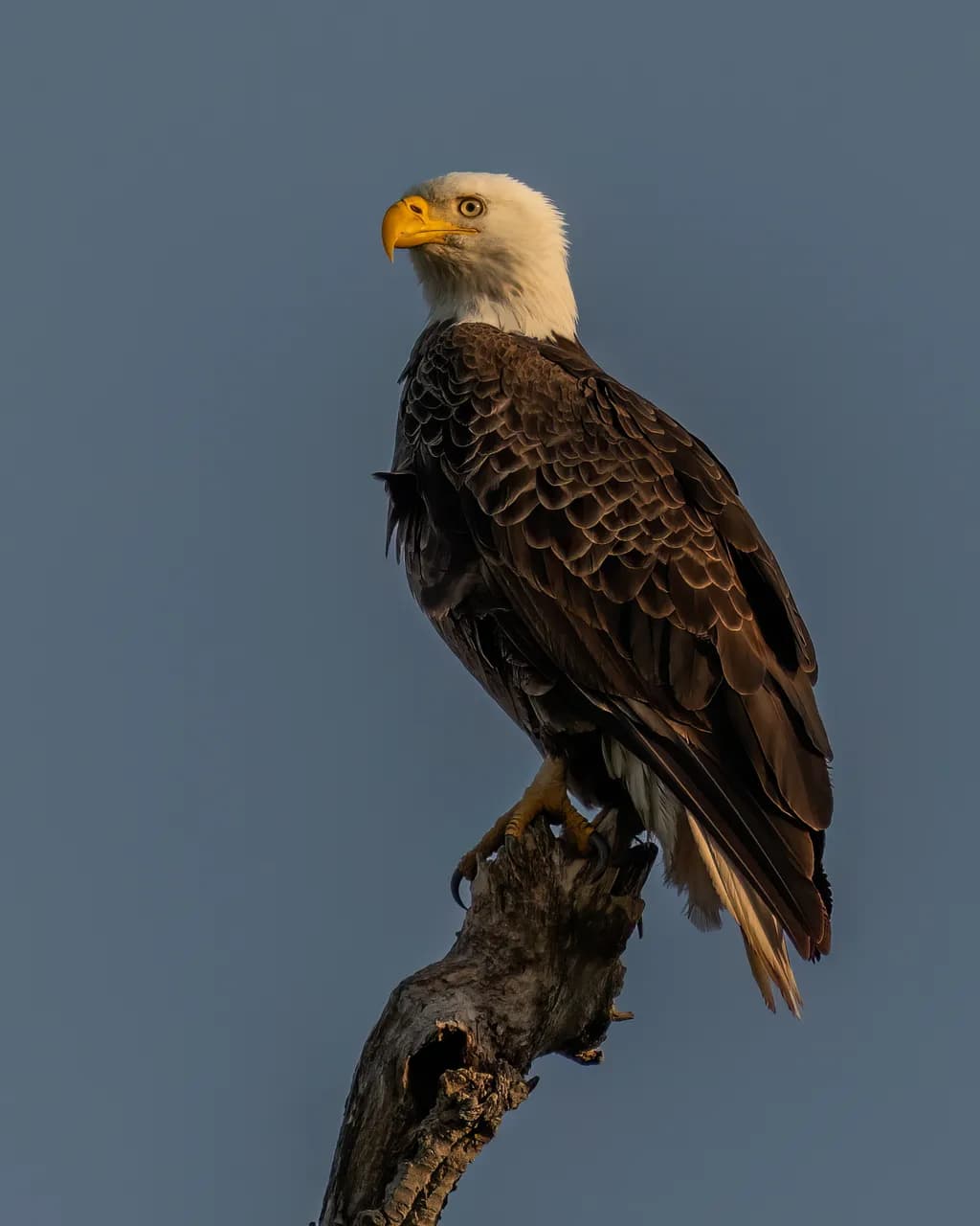 Majestic Sentinel