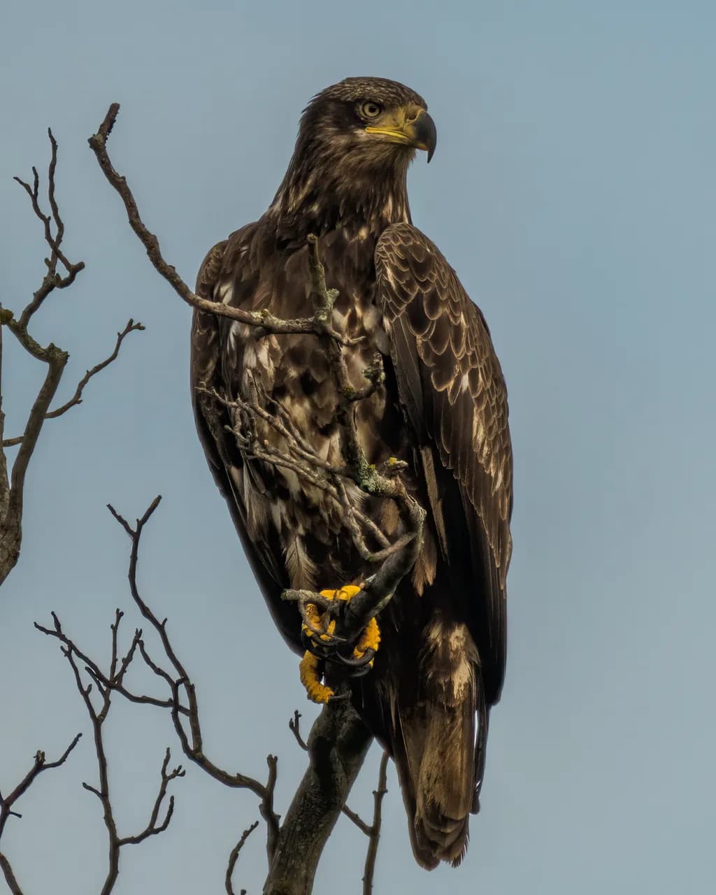 Perched Majesty
