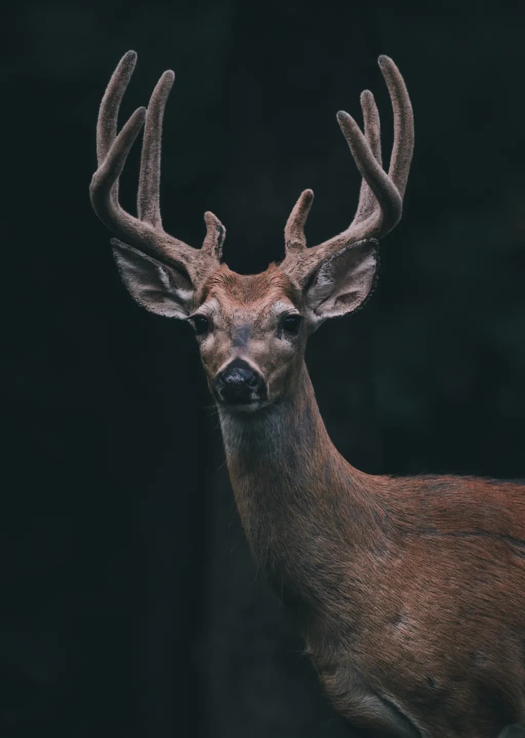 Velvet Antlers