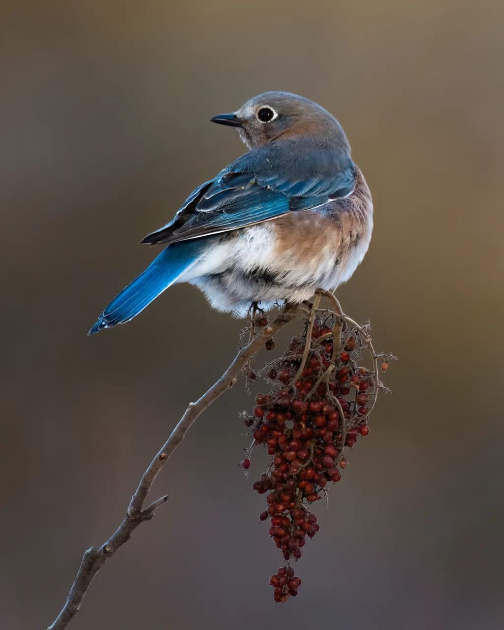 Perched Bluebird