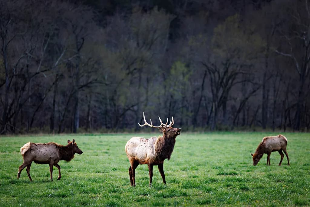 Elk in Meadow