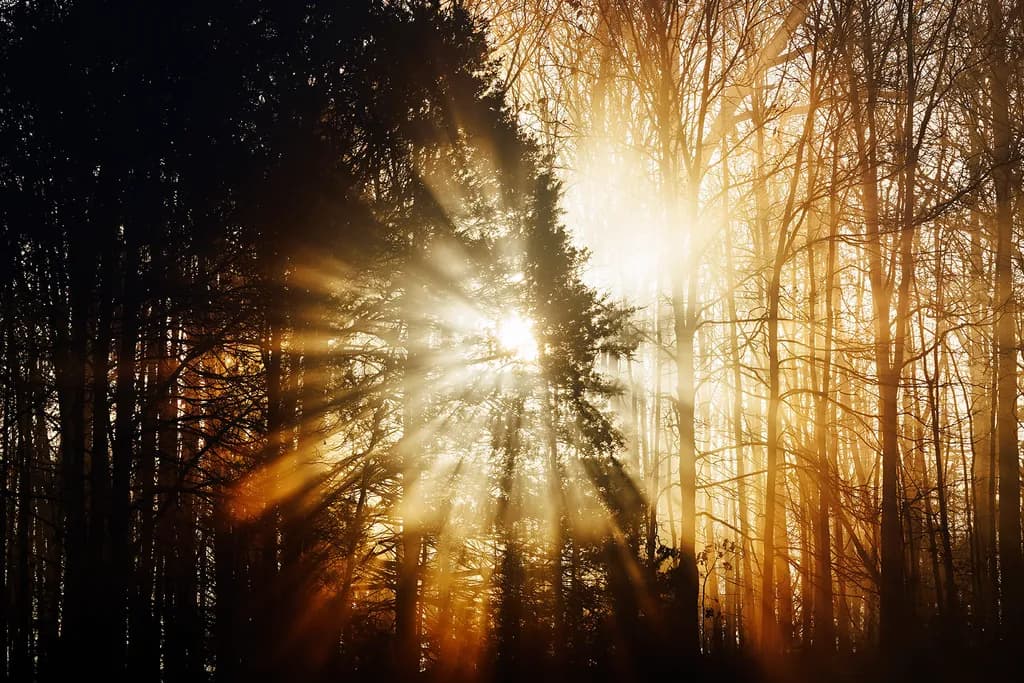 Sunlight Through Forest Trees