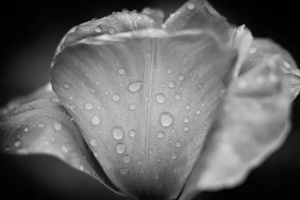 Flower Petal Drops